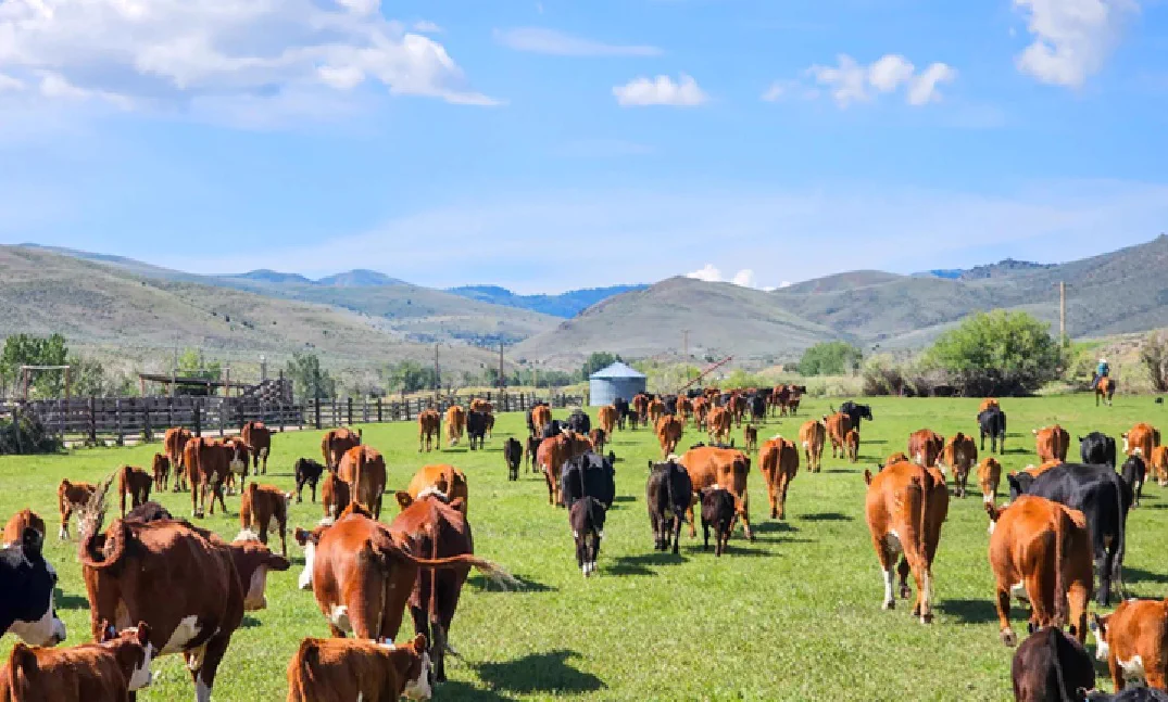 Cattle grazing on an Idaho farm with green pastures and mountain landscape in the background